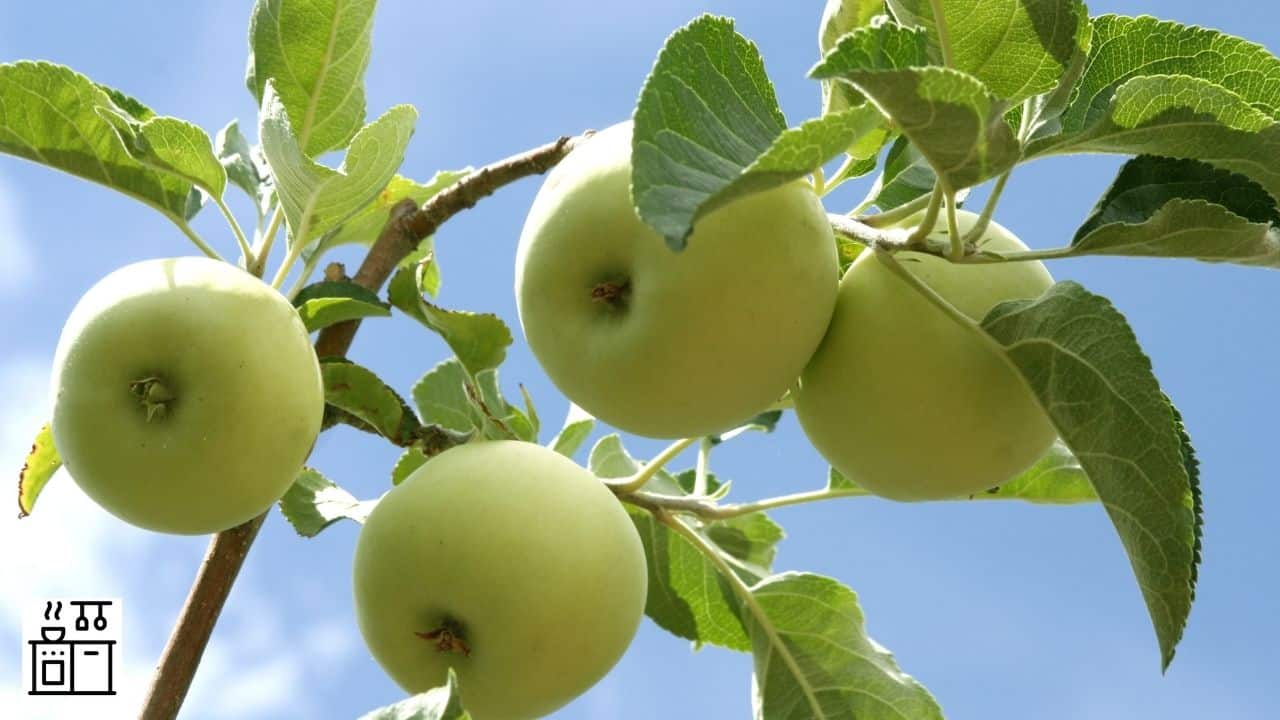¿Dónde crecen las manzanas Granny Smith? (Su historia de origen)