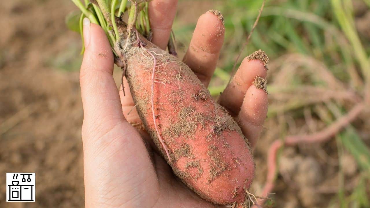 ¿Las batatas crecen bajo tierra? (¿A qué distancia bajo tierra?)