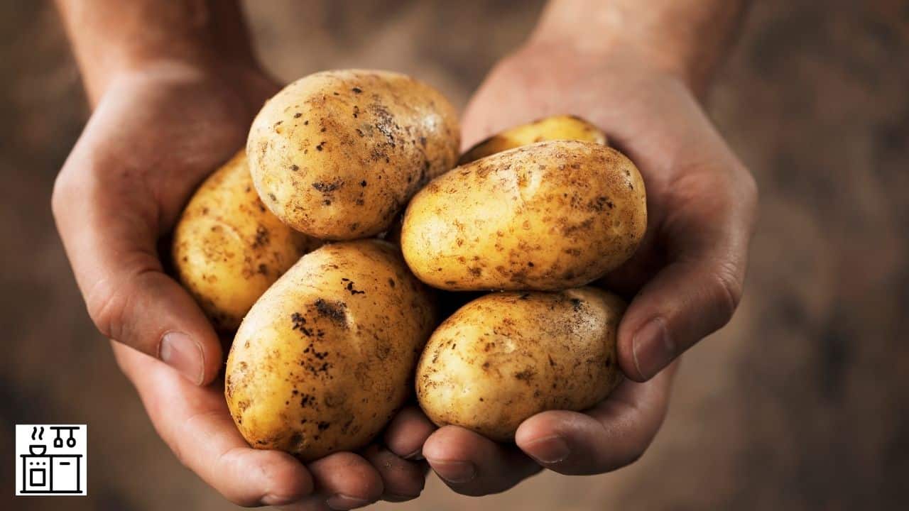 ¿Las patatas son legumbres? (¿A qué familia pertenecen?)