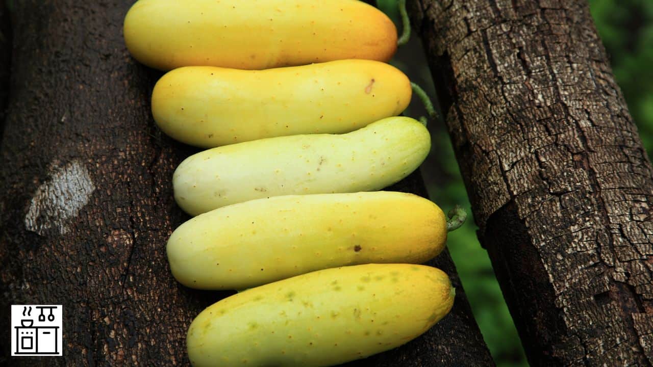 12 variedades de pepinos que se vuelven amarillos al madurar