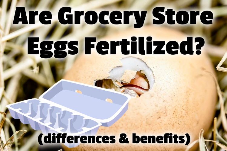 ¿Se fertilizan los huevos del supermercado? (Diferencias y ventajas)