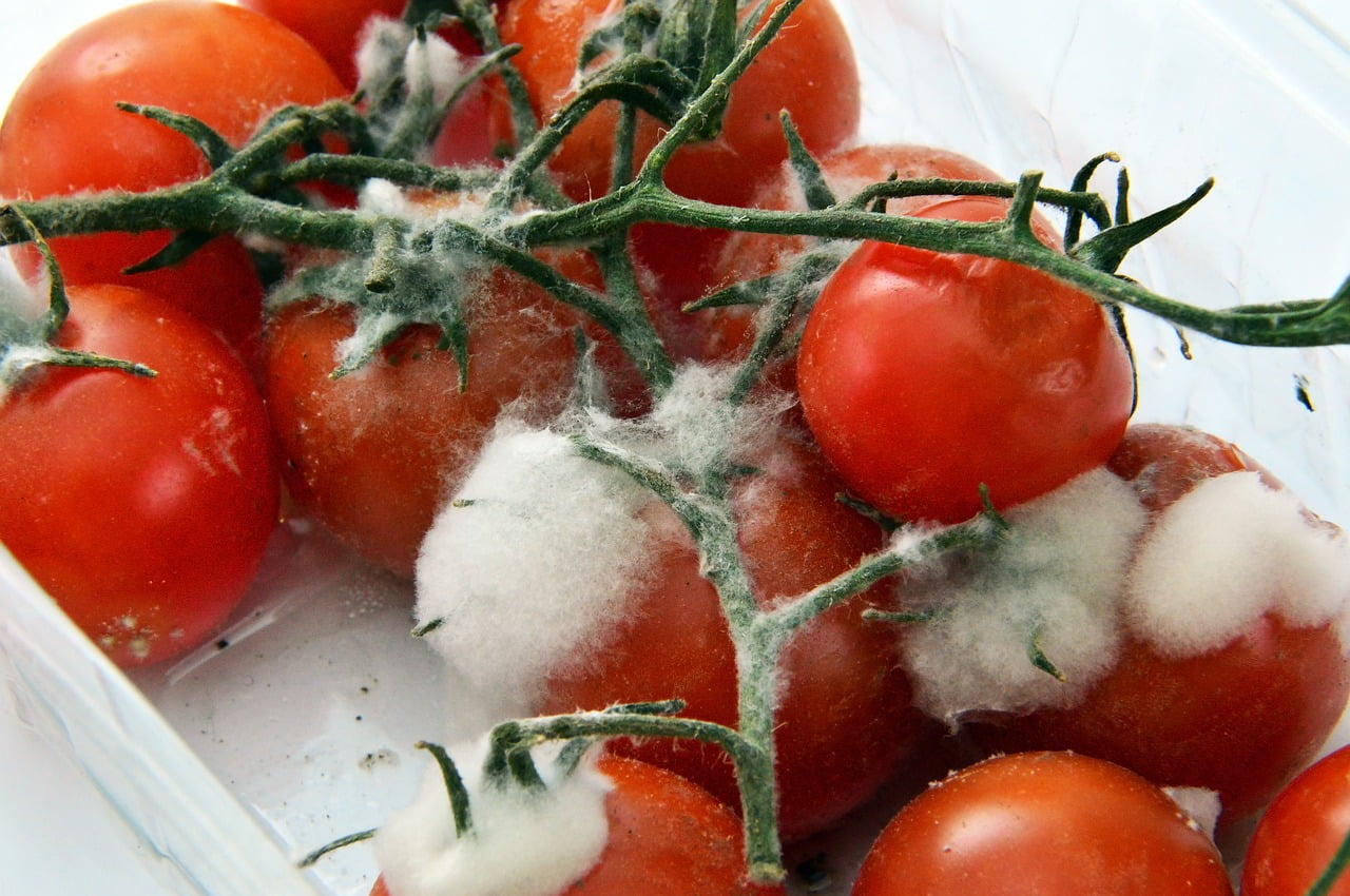 5 señales de que tus tomates secados al sol se han echado a perder